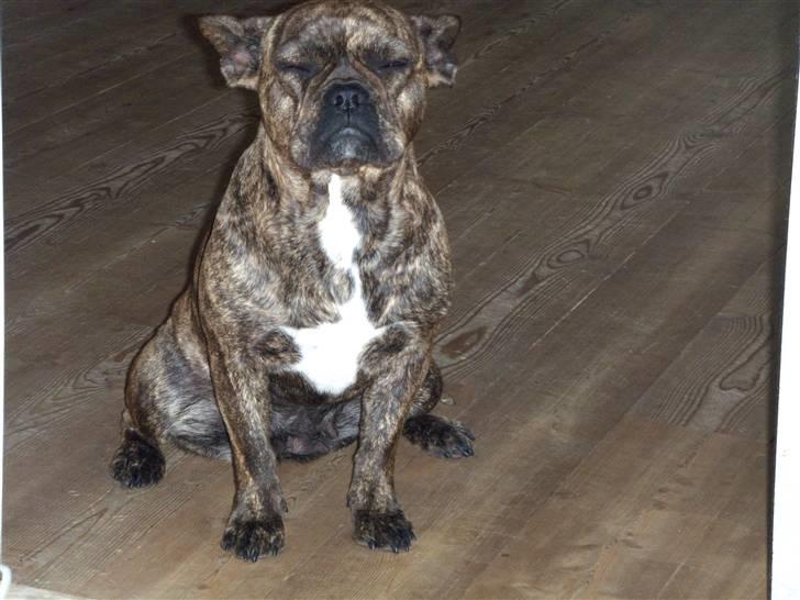 Fransk bulldog Tulle billede 11