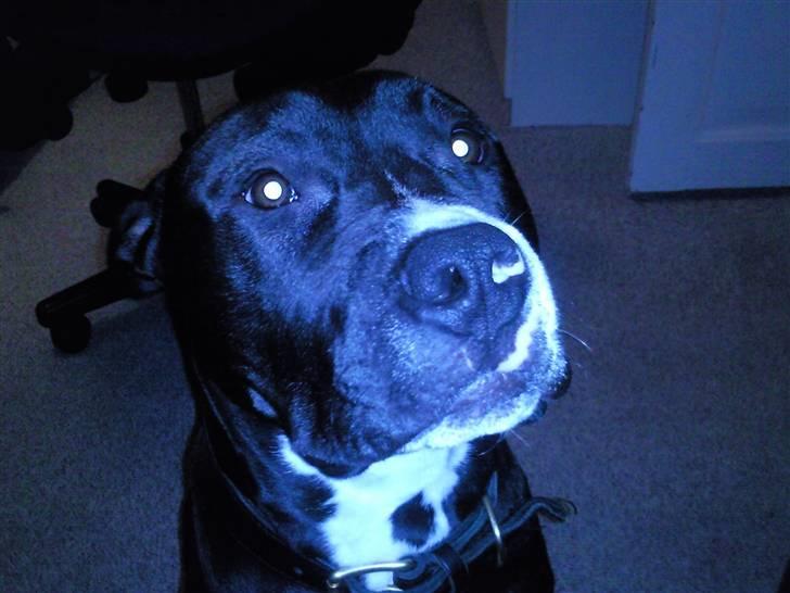 Amerikansk staffordshire terrier Zin-G - Er jeg sød ? :P billede 6