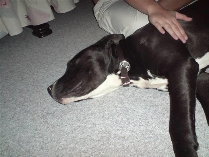 Amerikansk staffordshire terrier Zin-G - Åhh det er så godt og blive nusset :P billede 7