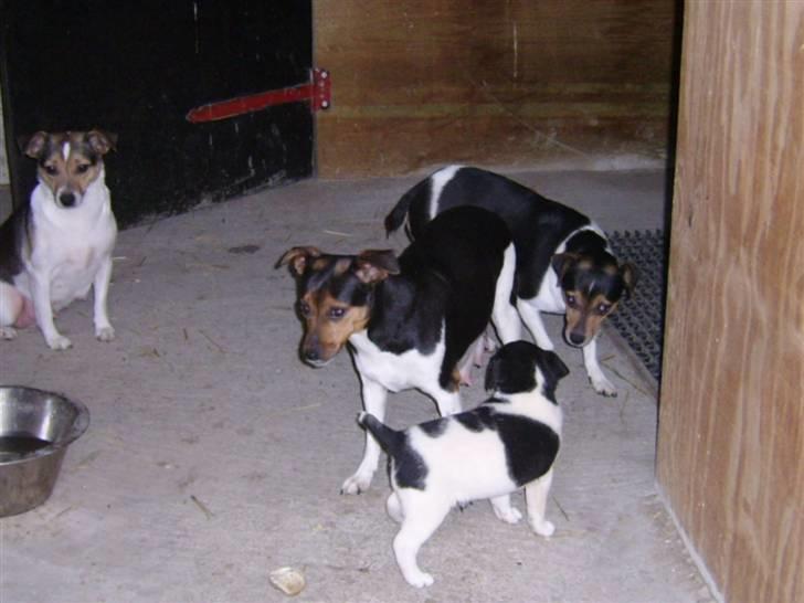 Dansk svensk gaardhund kvik - det er min hundemor som står foran mig,og min menneskemor som fotografere mig billede 1