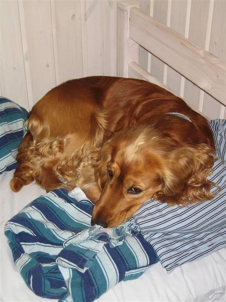 Cocker spaniel Armani billede 16