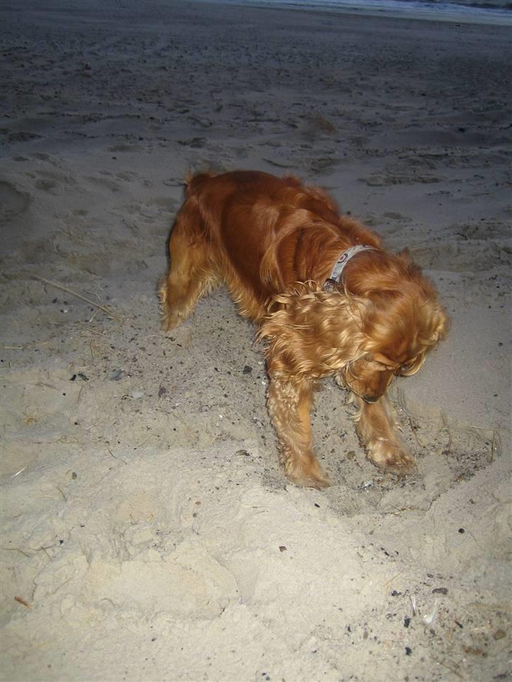 Cocker spaniel Armani - jeg elsker at være på stranden billede 17
