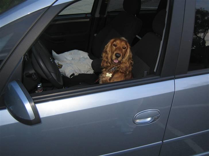 Cocker spaniel Armani billede 19