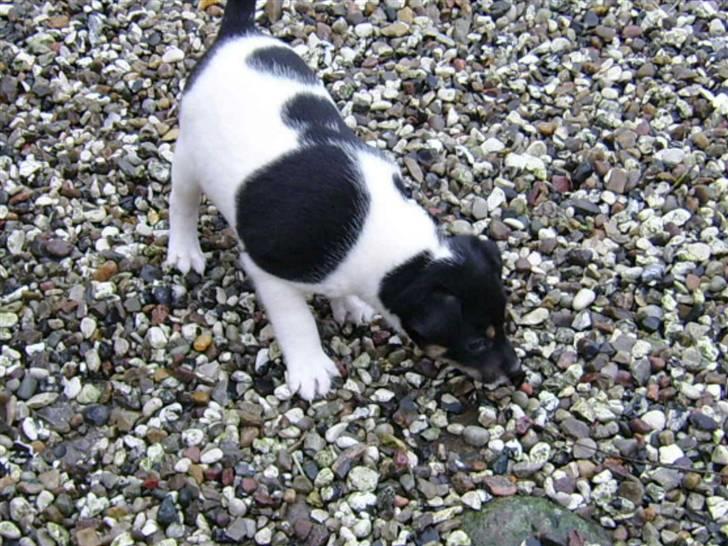 Dansk svensk gaardhund kvik - min mor på besøg da jeg var 5 uger billede 2