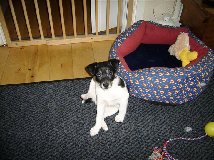 Dansk svensk gaardhund kvik - så er jeg hjemme hos min mor,er jeg ikke bare sød billede 3