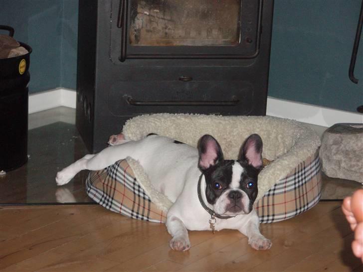 Fransk bulldog Karla - 100% Karlas plads når brændeovnen er igang. billede 1