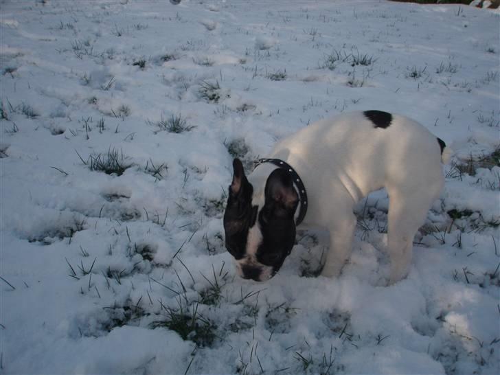 Fransk bulldog Karla - Første gang poterne er sne.....lidt mærkeligt underlag? billede 2