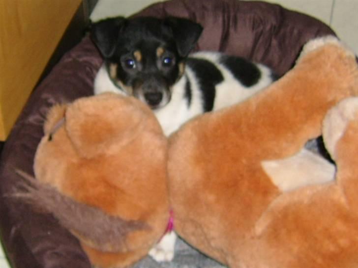 Dansk svensk gaardhund kvik - ja, ja, mor jeg skal jo også være her billede 4