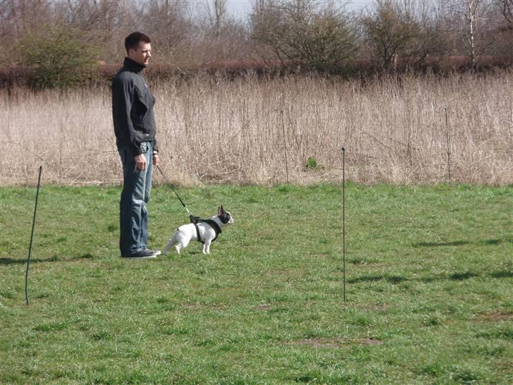 Fransk bulldog Karla - Det lyttes spændt efter når træneren snakker.... billede 3