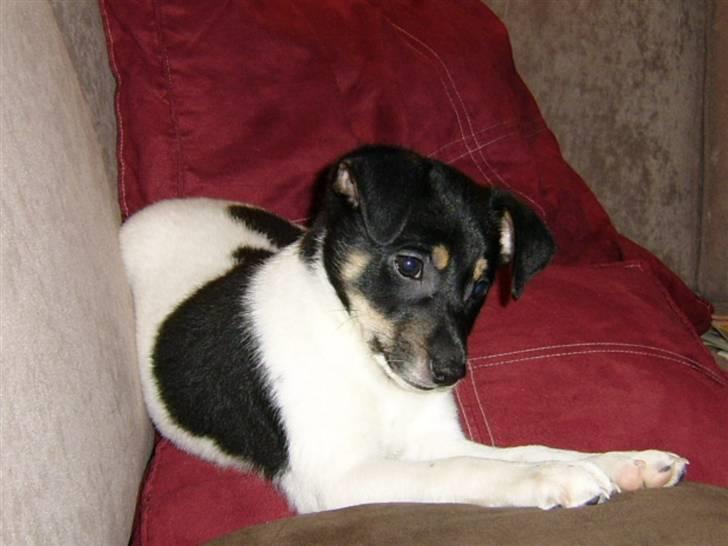 Dansk svensk gaardhund kvik - hygger mig lige i sofaen,det må jeg godt billede 5