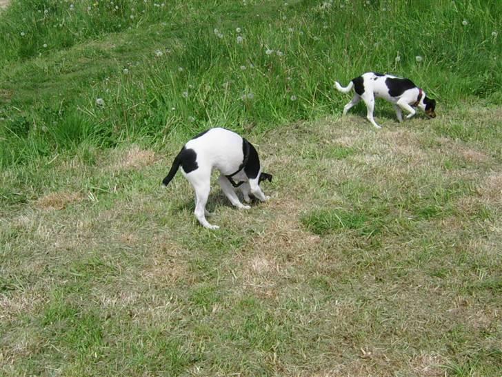 Dansk svensk gaardhund kvik - ja, så er jeg blevet så stor 6 mdr.jeg hygger mig med min lille kæreste bella hun er så sød. billede 6