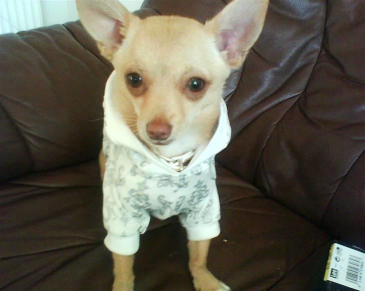 Chihuahua Gucci billede 2