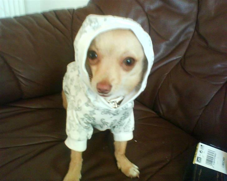 Chihuahua Gucci billede 3