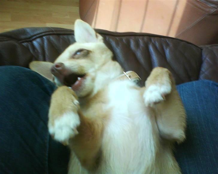 Chihuahua Gucci billede 4