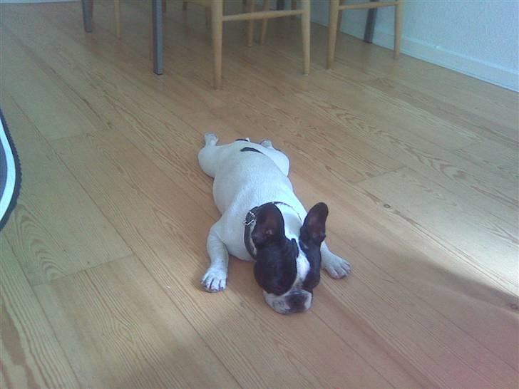 Fransk bulldog Karla - Karla ligger sig aldrig, nej hun smider ned - tid og sted er underordnet når Karla har brug for afslapning. billede 4