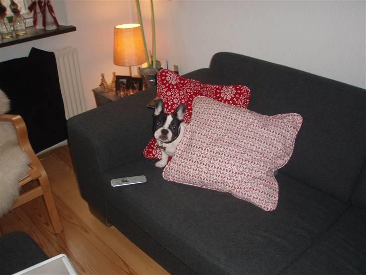 Fransk bulldog Karla - Hva skal alt det her jule gejl gøre godt for? Hvor kan jeg være? billede 5