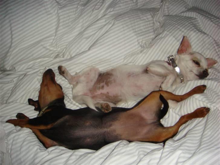 Dvaergpinscher Rødkildes Thea (Nica) billede 14