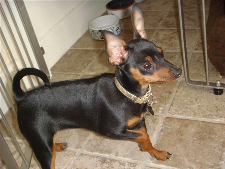 Dvaergpinscher Rødkildes Thea (Nica) billede 15