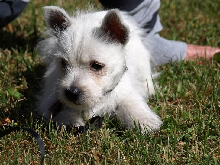 West highland white terrier Mille billede 1