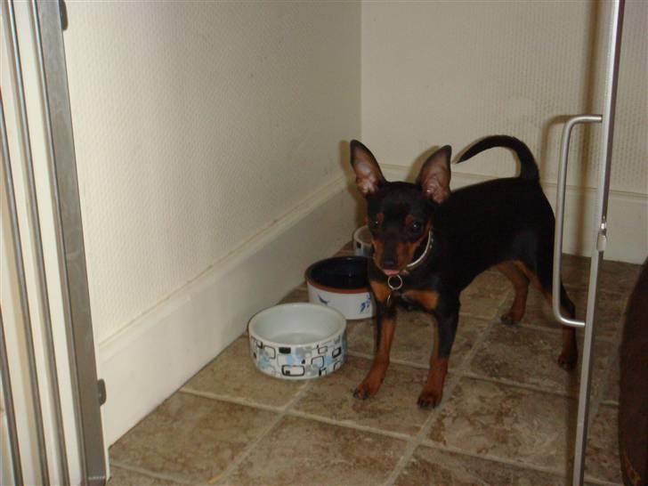 Dvaergpinscher Rødkildes Thea (Nica) billede 16