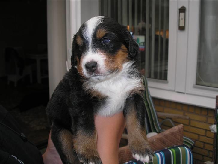 Berner sennenhund Elvis - 3 uger gammel billede 2