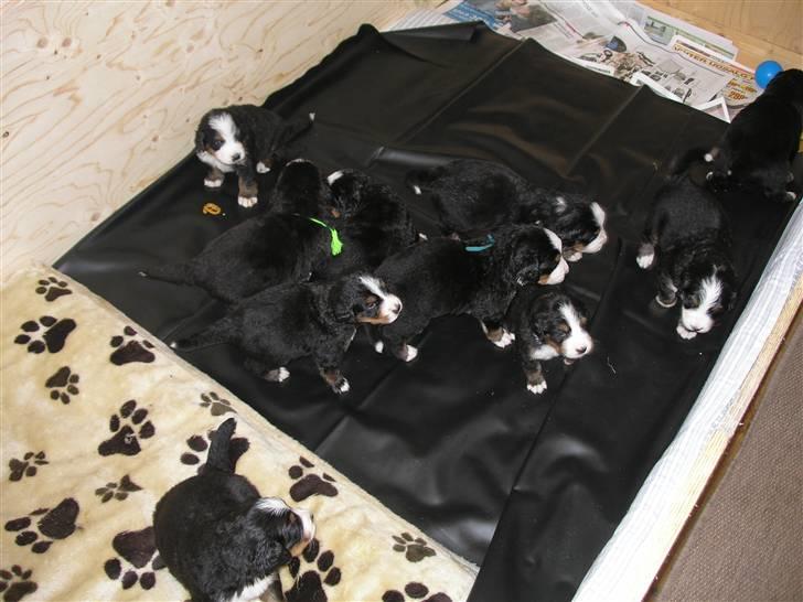 Berner sennenhund Elvis - 3 uger gamle billede 3