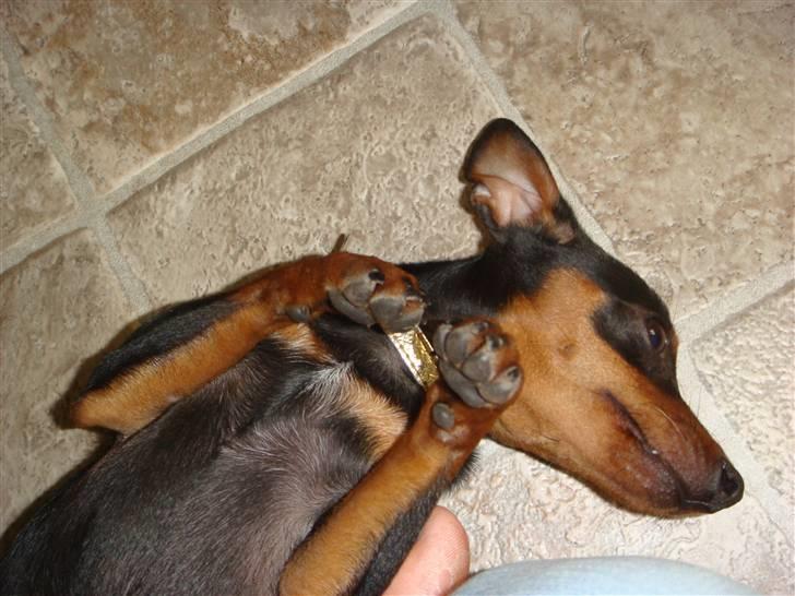 Dvaergpinscher Rødkildes Thea (Nica) billede 17