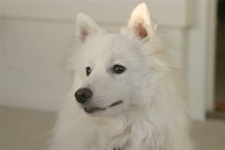 Japansk spids Dut - Dutten billede 1