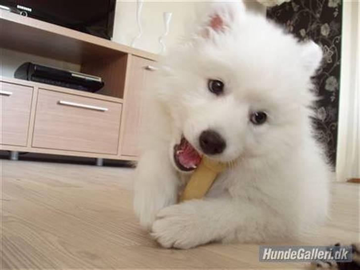 Japansk spids Dut - mmh - elskede tyggeben billede 2