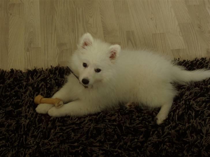 Japansk spids Dut - hygge på tæppet billede 3