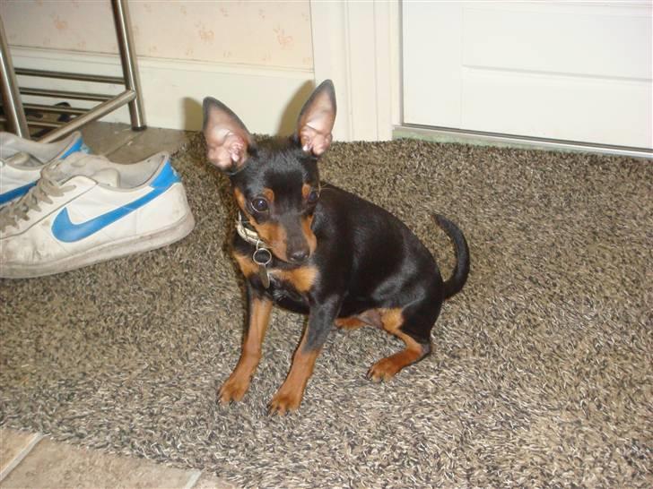 Dvaergpinscher Rødkildes Thea (Nica) billede 18
