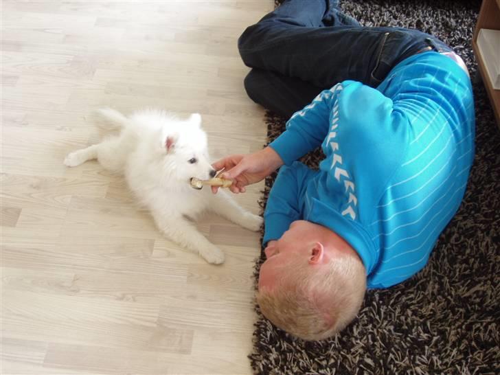 Japansk spids Dut - Leger med "far" billede 4