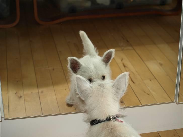 West highland white terrier Mille billede 2