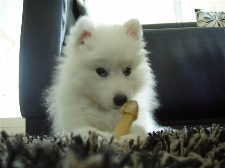 Japansk spids Dut billede 5