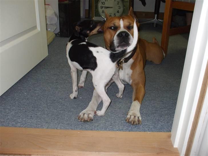 Amerikansk staffordshire terrier Knight Goodfree (king) billede 12