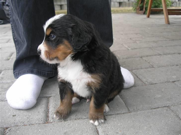 Berner sennenhund Elvis - 3 uger gammel billede 4