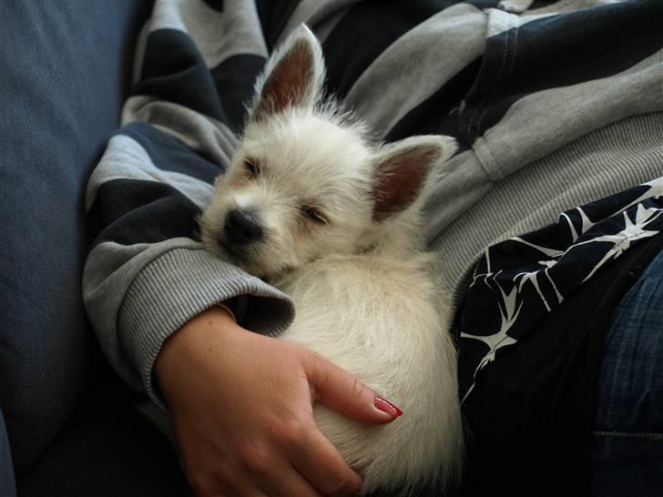 West highland white terrier Mille billede 4