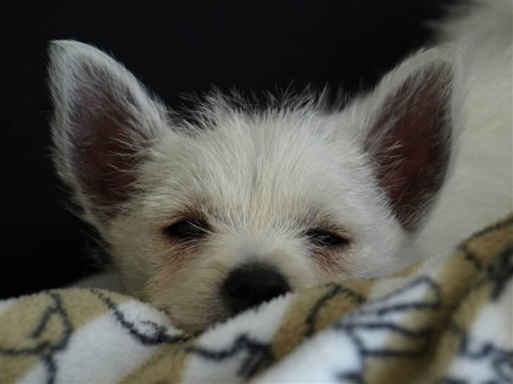 West highland white terrier Mille billede 5