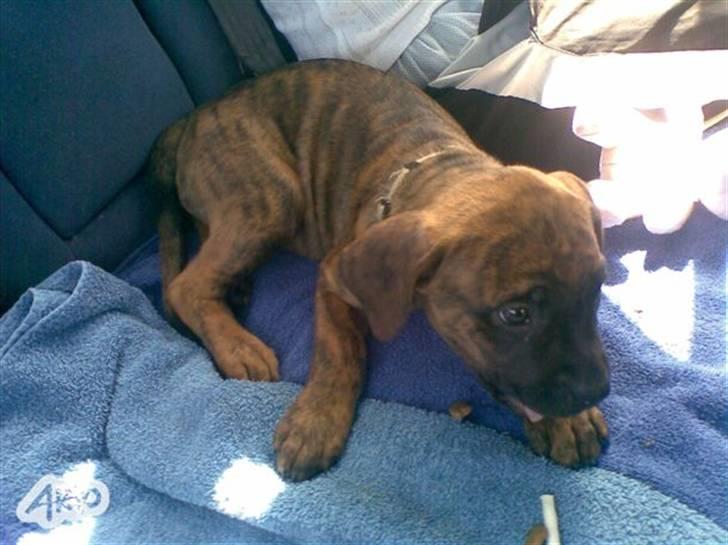 Blanding af racer R.I.P tøsen<3 billede 4