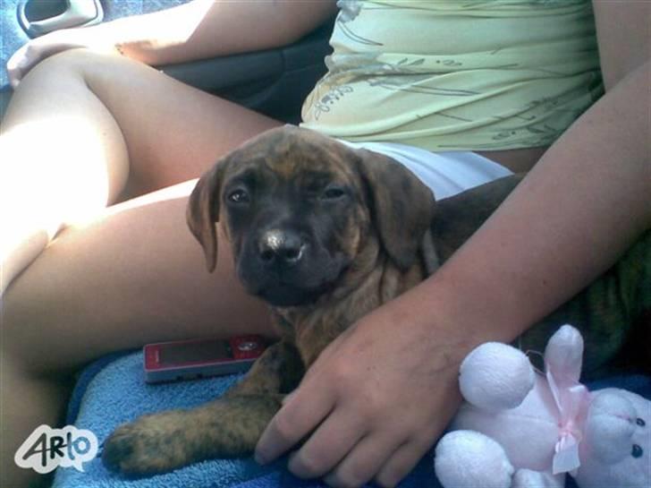Blanding af racer R.I.P tøsen<3 billede 5
