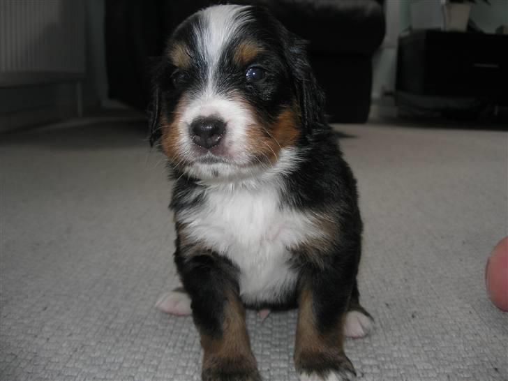 Berner sennenhund Elvis - 3 uger gammel billede 5