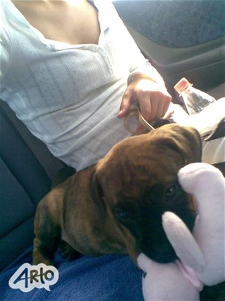 Blanding af racer R.I.P tøsen<3 billede 6