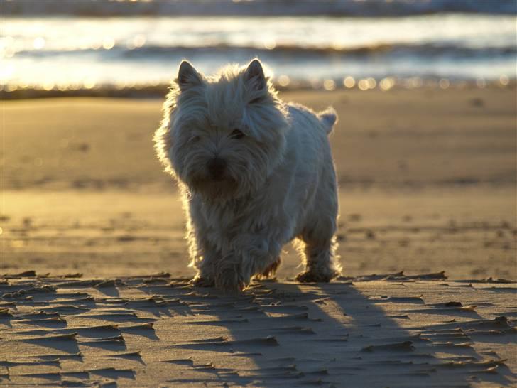 West highland white terrier Tony billede 14