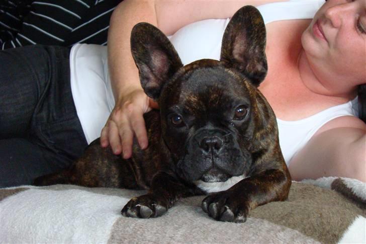 Fransk bulldog Simba - Hva sagde du? billede 1