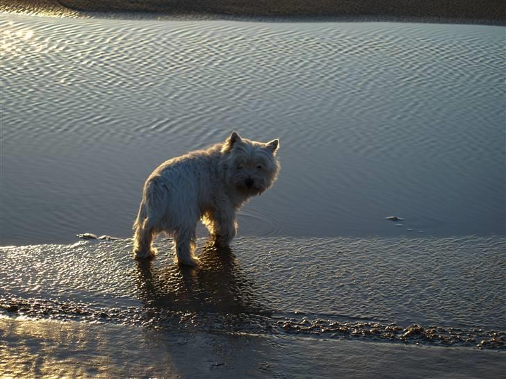 West highland white terrier Tony billede 15