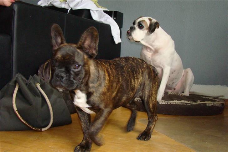 Fransk bulldog Simba - Mad??? Kommer nu... billede 2