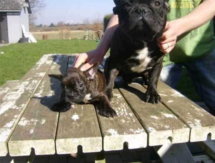 Fransk bulldog Simba - Samme med far billede 3