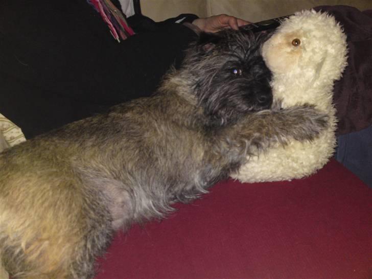 Cairn terrier Fie <3 *VIP* - søde fie, hygger med sin bamse :-) billede 15