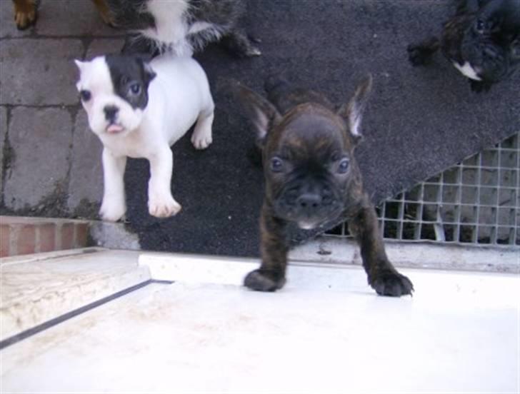 Fransk bulldog Simba - Sammen med bror eller søster billede 4