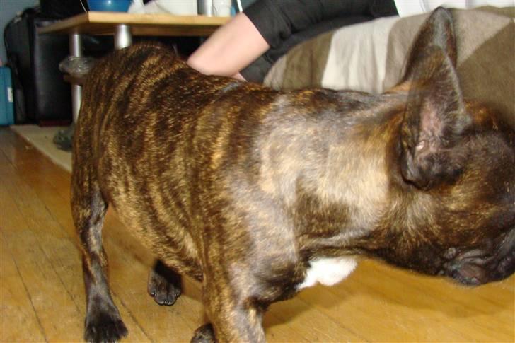 Fransk bulldog Simba - Flot farve jeg har ik? billede 5
